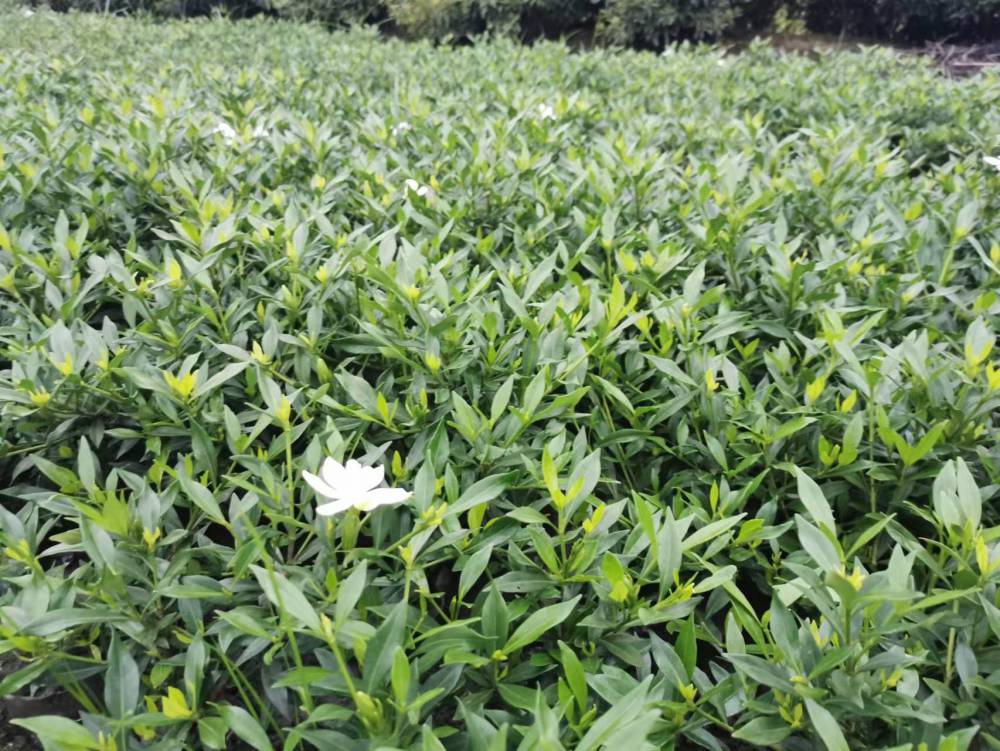 四川栀子花种植基地图片