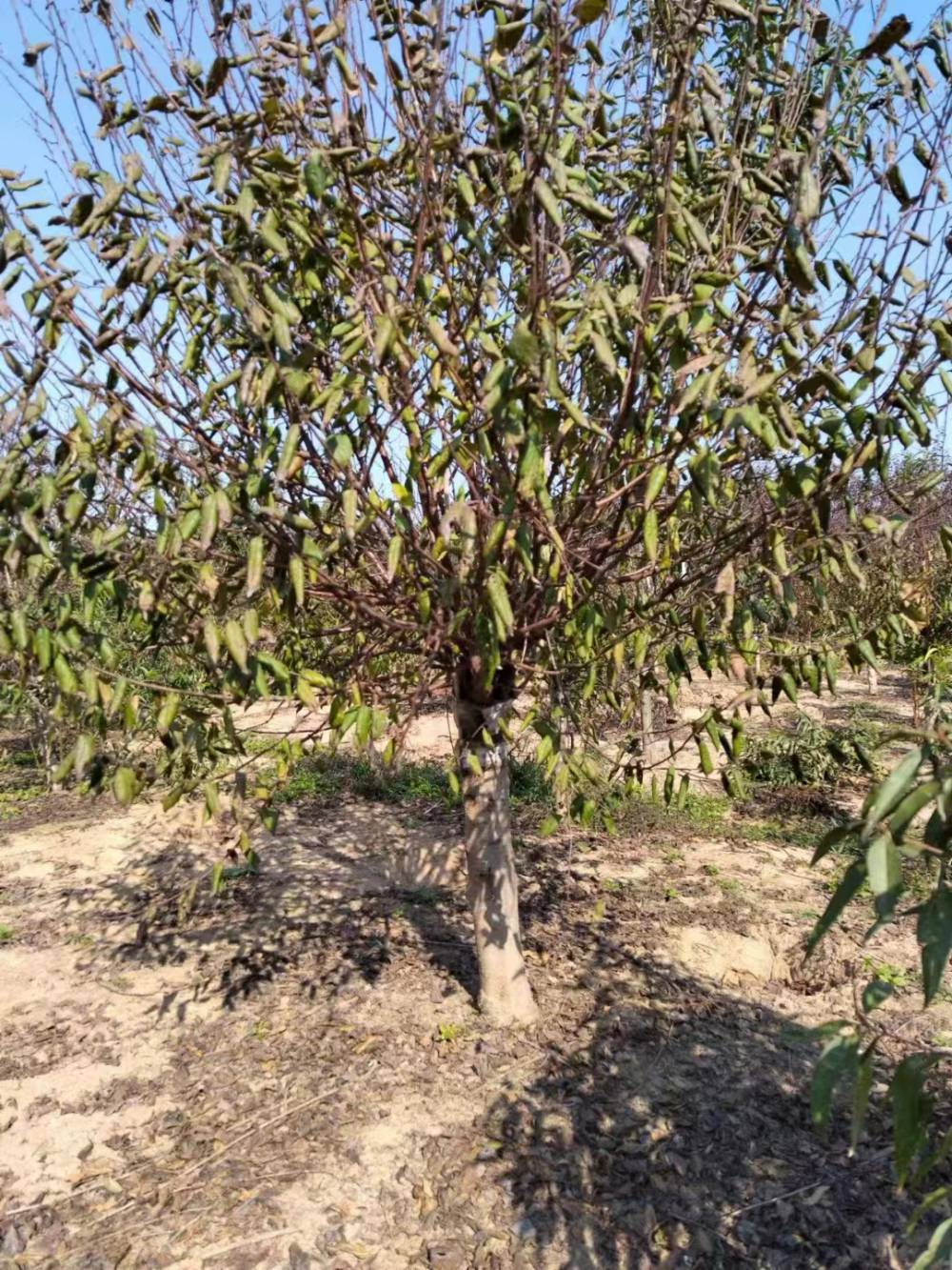 榆叶梅2023年上车价格8公分9公分10公分榆叶梅工程苗批发