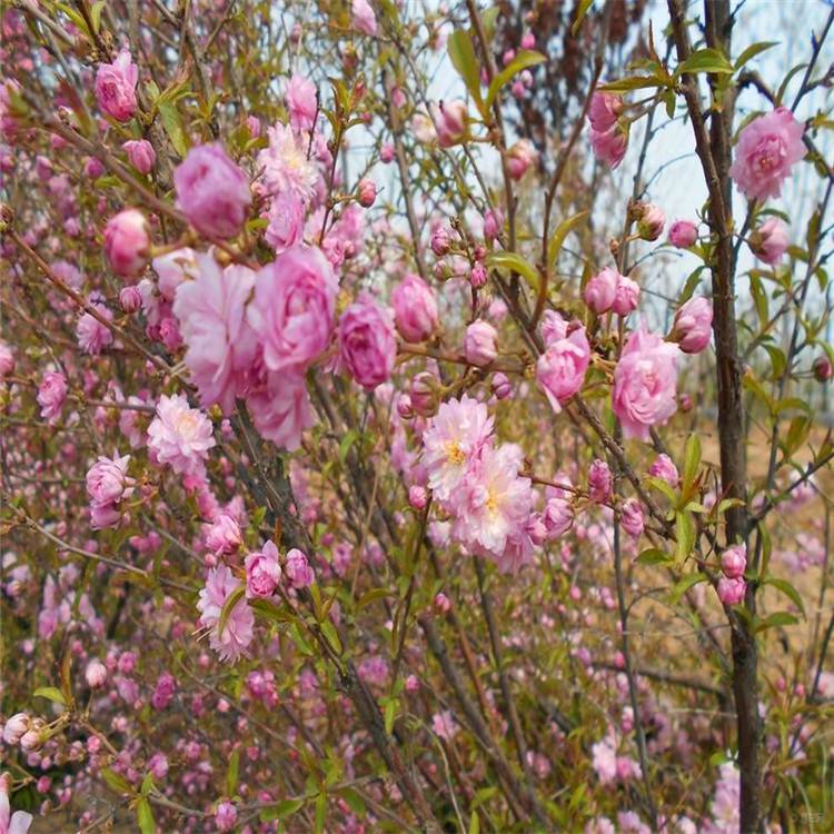 麦李基地红花麦李多分枝白花麦李灌丛绿篱小苗工程苗