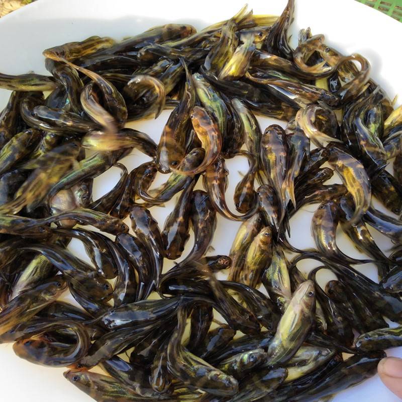 黄辣丁鱼苗明丰水产黄骨鱼鱼苗鲜活养殖黄颡苗