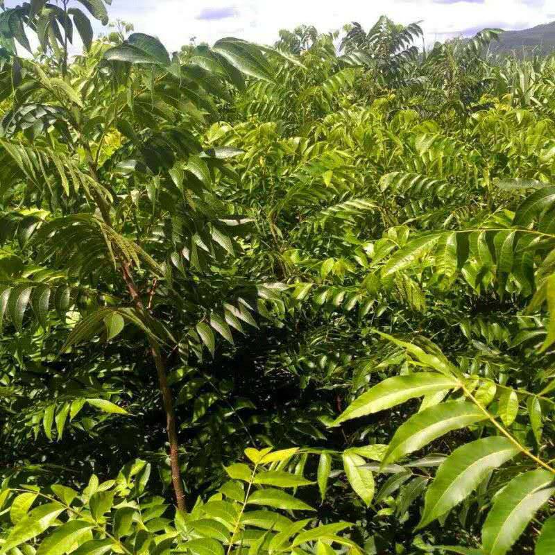 碧根果苗碧根果苗碧根果苗碧根果苗碧根果苗碧根果苗碧根果苗碧根果苗