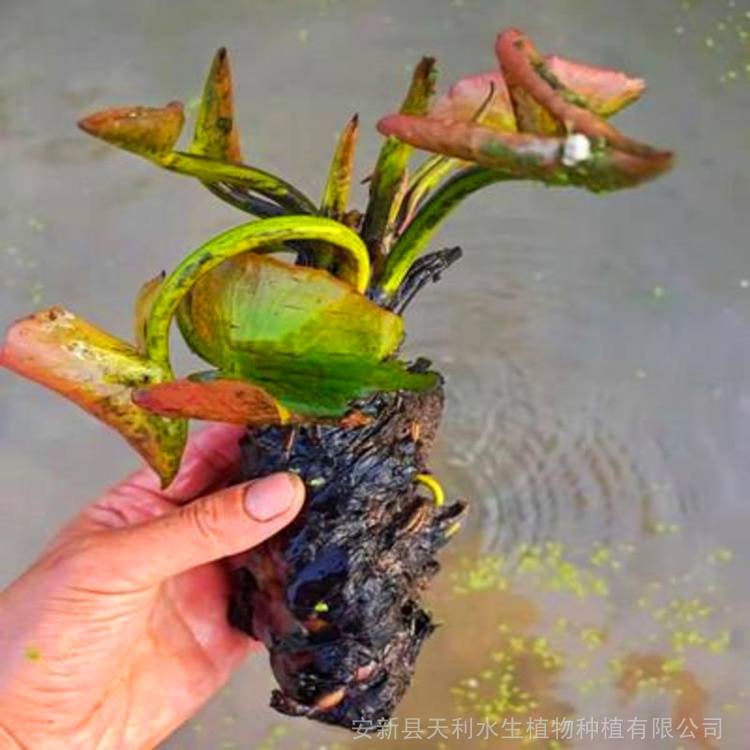 睡莲种苗净化水质水生植物根茎肥厚生长快图片