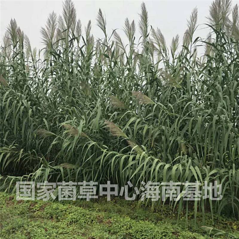 黄金草之绿洲一号菌草绿洲1号牧草巨菌草绿洲一号种苗