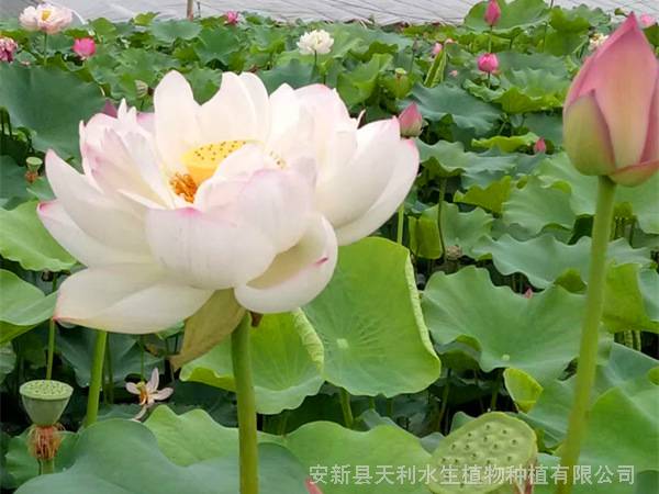 天利水生花卉培育基地，景观工程荷花苗，荷花苗种植基地