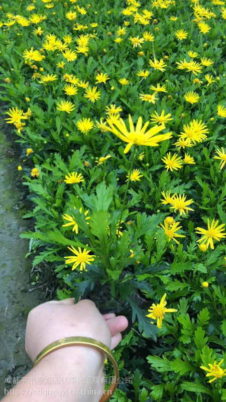 木春菊批发木春菊花卉木春菊报价大全2018年木春菊工程花卉