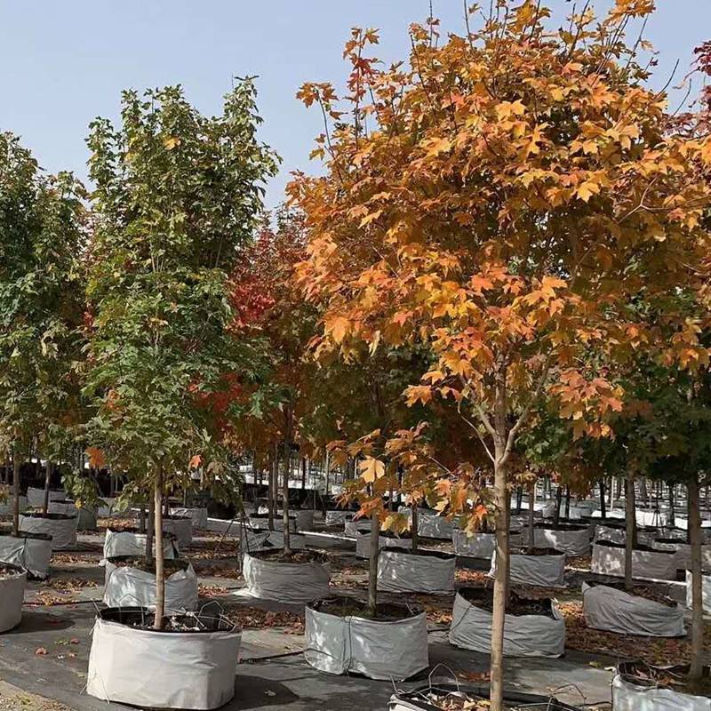 【基地出售新品种5-25公分加拿大糖槭景区园林行道绿化造景树】价格