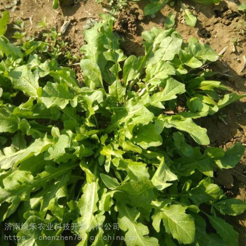 荠菜种子野生荠荠菜野菜种子山野菜60天上市春秋陆地种植 价格 厂家 中国供应商