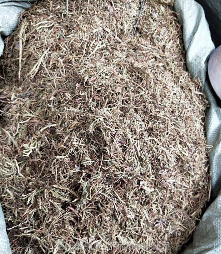 中药材野生马尾伸筋草马尾千金草捆仙绳马尾青青草金丝条马尾杉飞龙