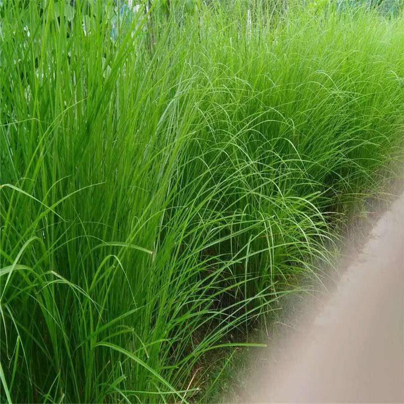 大量供应细叶芒盆栽各种规格品种