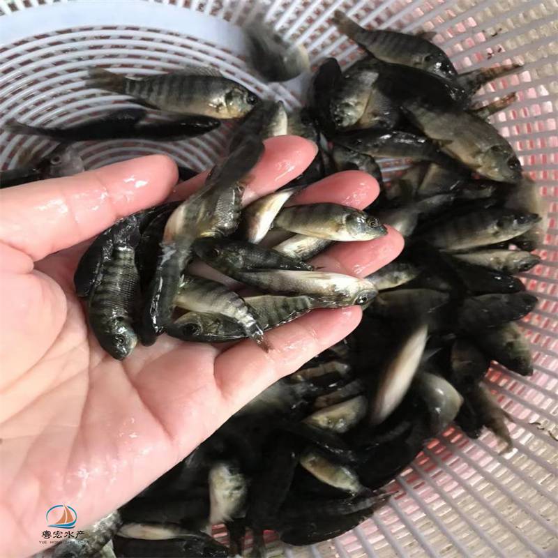 四川非洲鲫鱼苗厂家罗非鱼苗杂交奥尼罗非苗