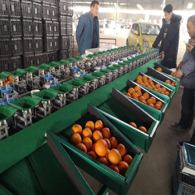 育种棚与种植棚“比邻而居”寿光一示范片区实现番茄“育繁推”一体化(图1)