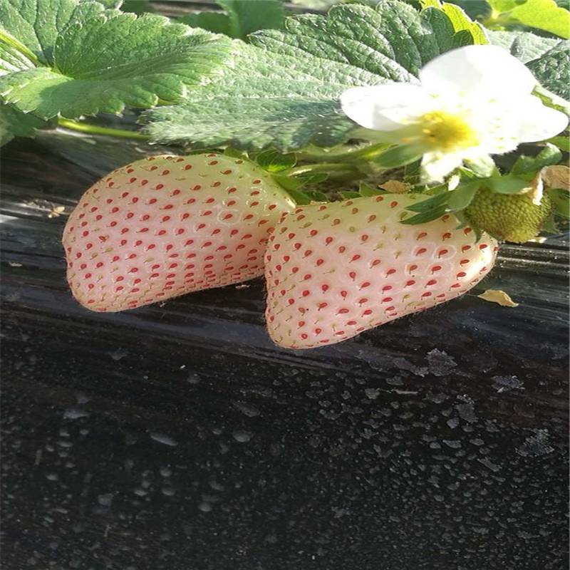 穴盤草莓苗價格_組培二代繁育草莓苗方法 營養缽草莓苗