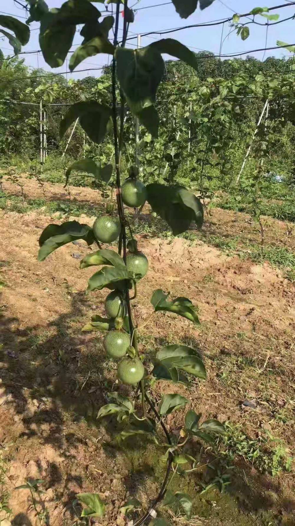 大黄金百香果苗钦蜜9号海蜜6号维密百香果苗