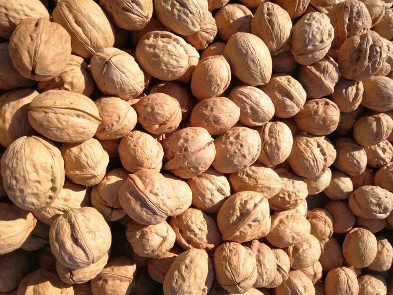 工厂生核桃果出口新疆核桃果185新二水洗与不洗各种规格