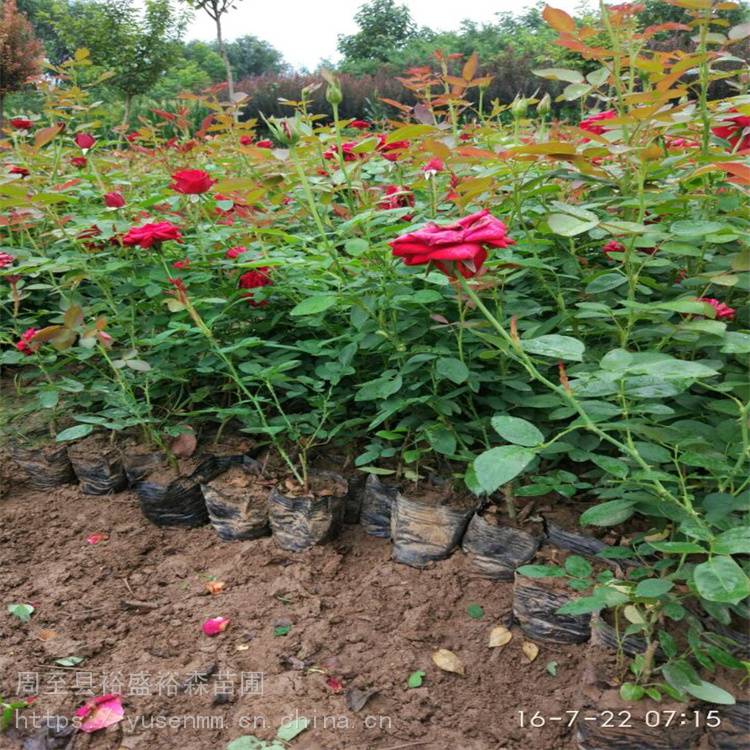 观花树苗能开8个月 西安月季*** 绿化风景树 咸阳月季树