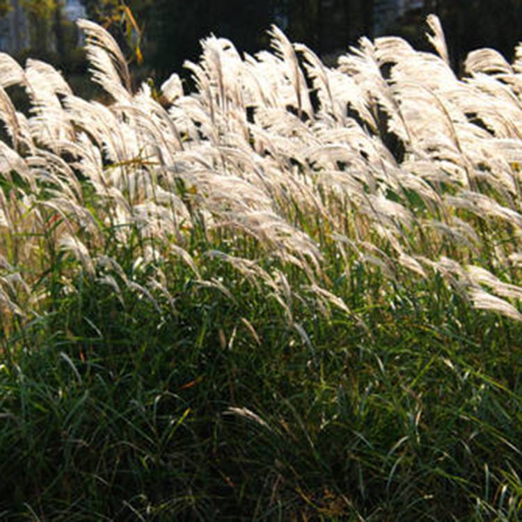 田心五节芒苗圃水生地被植物批发五节芒小苗