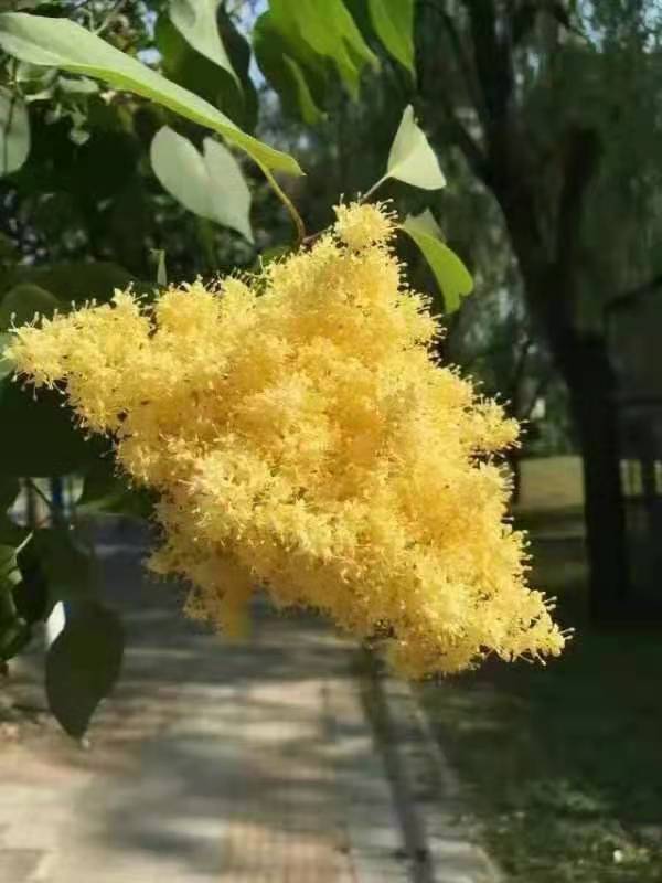 黄金丁香树黄金丁香树小苗黄金丁香树价格黄金丁香树基地