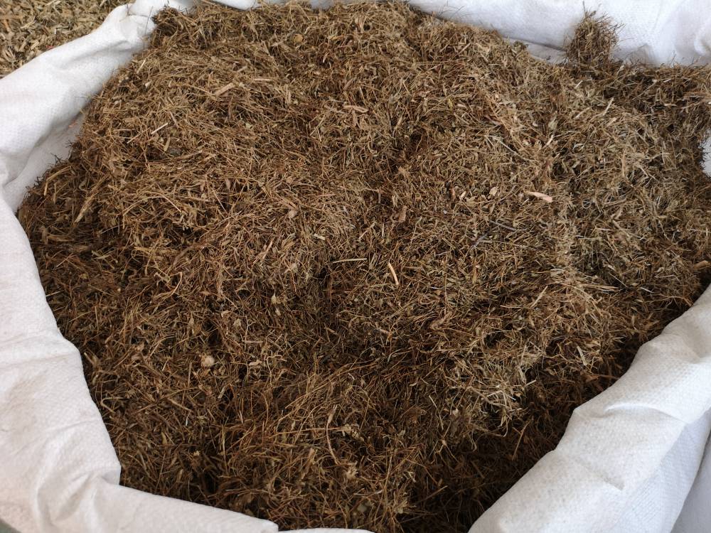 中药材丁癸草功效作用丁奎草人字草苦地枕铺地锦乌