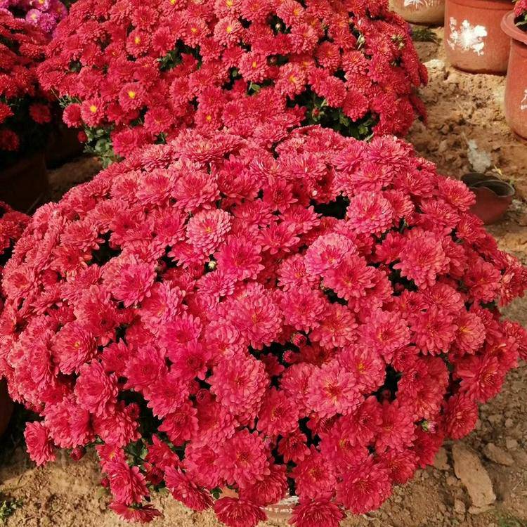 菊花品种国庆花卉公园节日花卉菊花千头菊盆苗批发价格