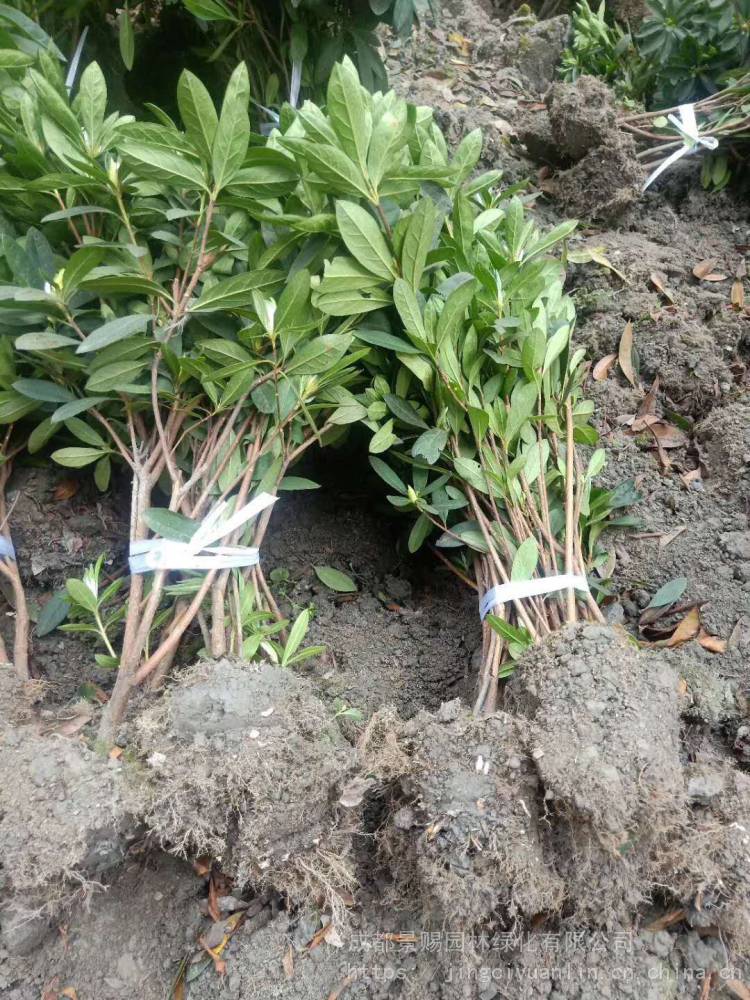 毛娟地苗基地杯苗地苗毛娟都有货工程绿化苗木基地