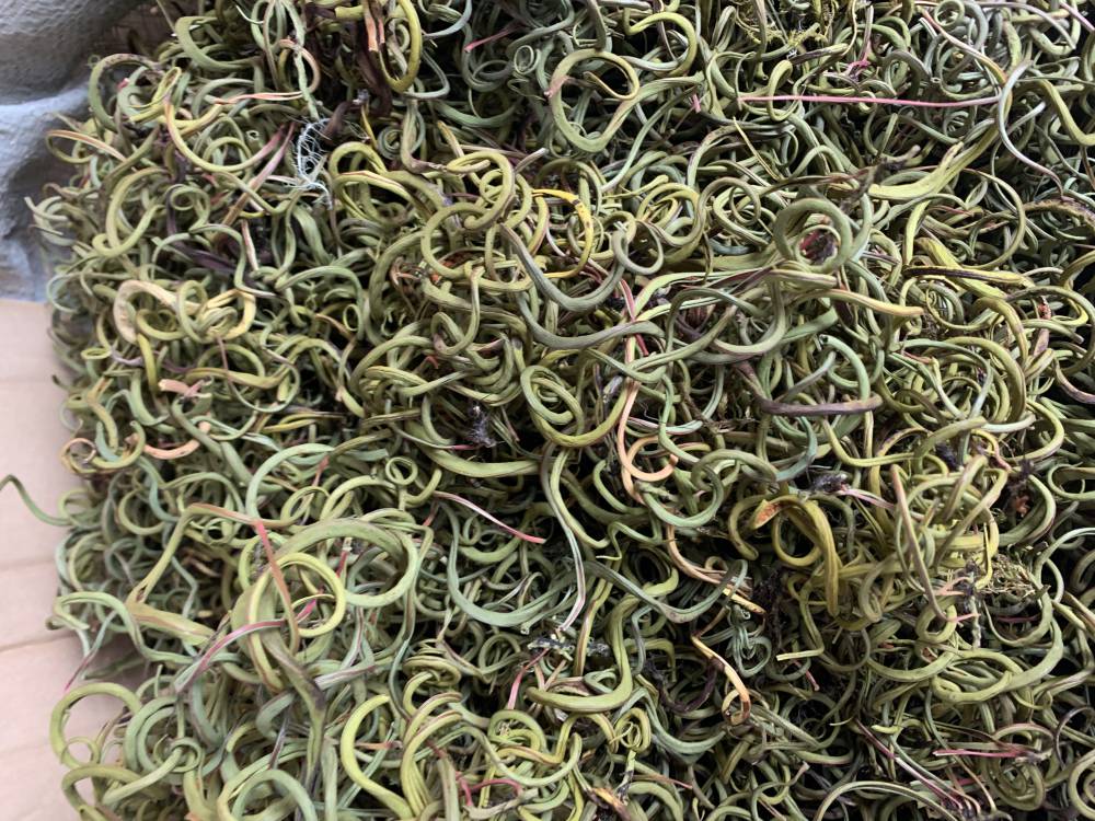 化石草功效野生破石草出售化石草