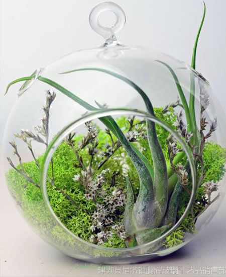 悬挂玻璃花瓶吊球花瓶多肉植物花瓶2孔微景观生态瓶摆件价格 推发网