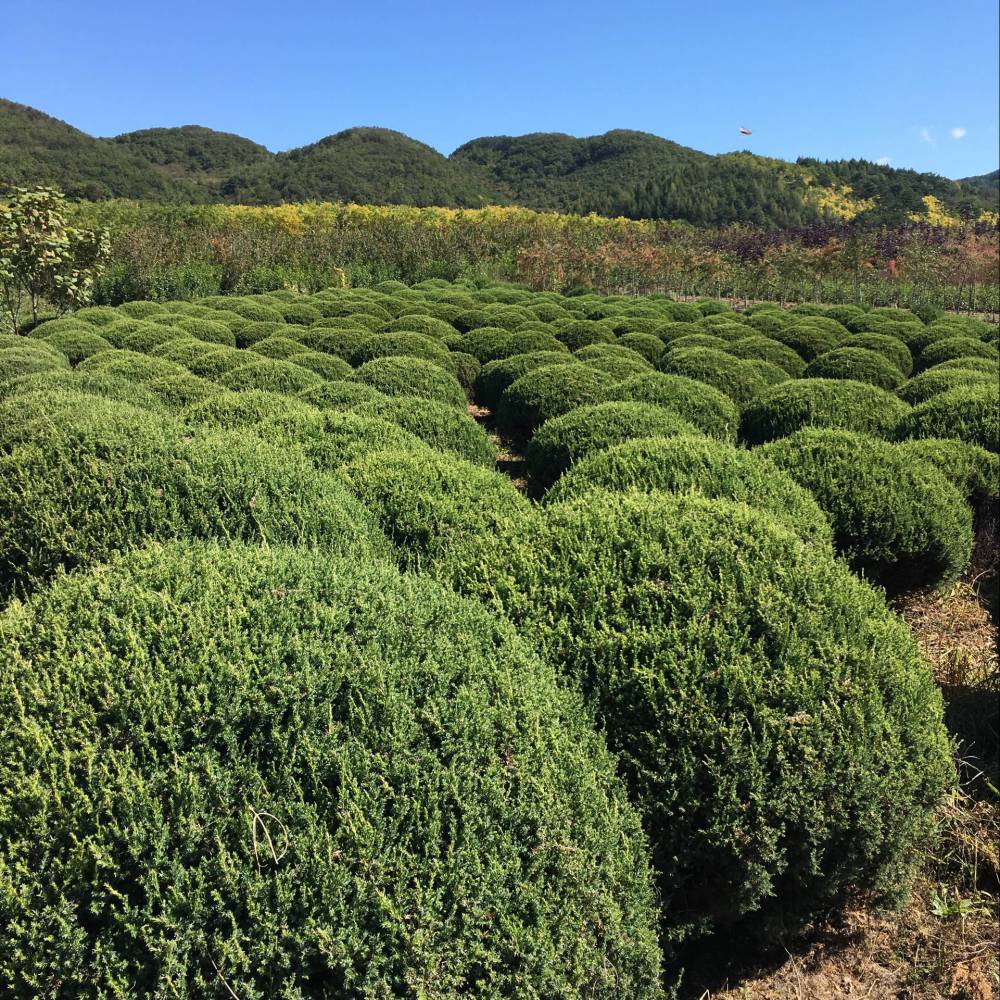 东北辽宁塔柏 桧柏球 ***量大详谈