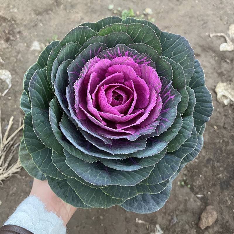 羽衣甘蓝冬季耐寒花卉租摆玫瑰甘蓝