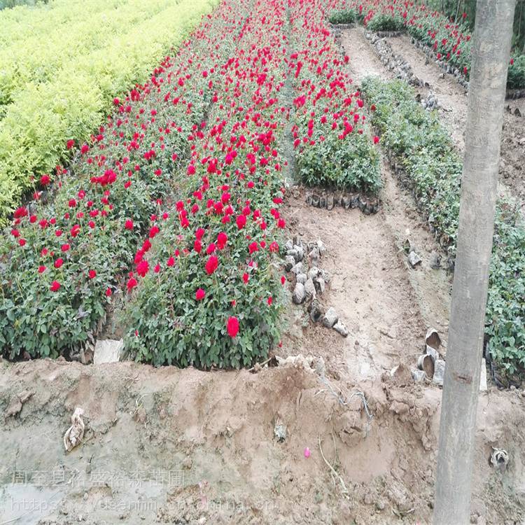 观花树苗能开8个月 西安月季*** 绿化风景树 咸阳月季树