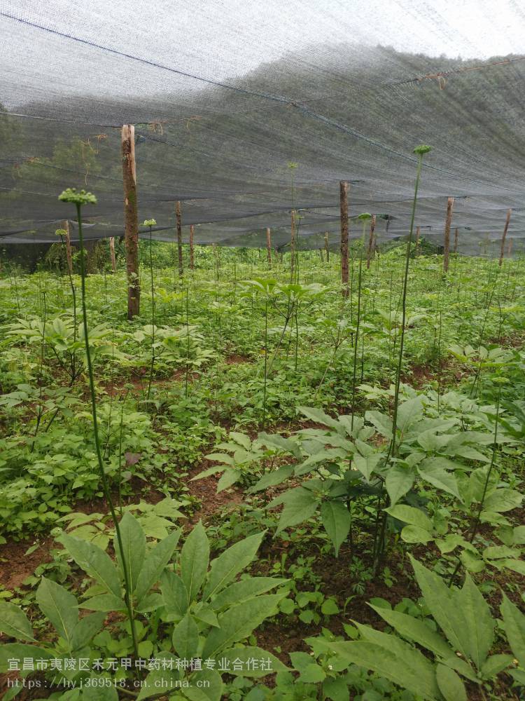 云南楚雄大姚 竹节参种植经验 种籽