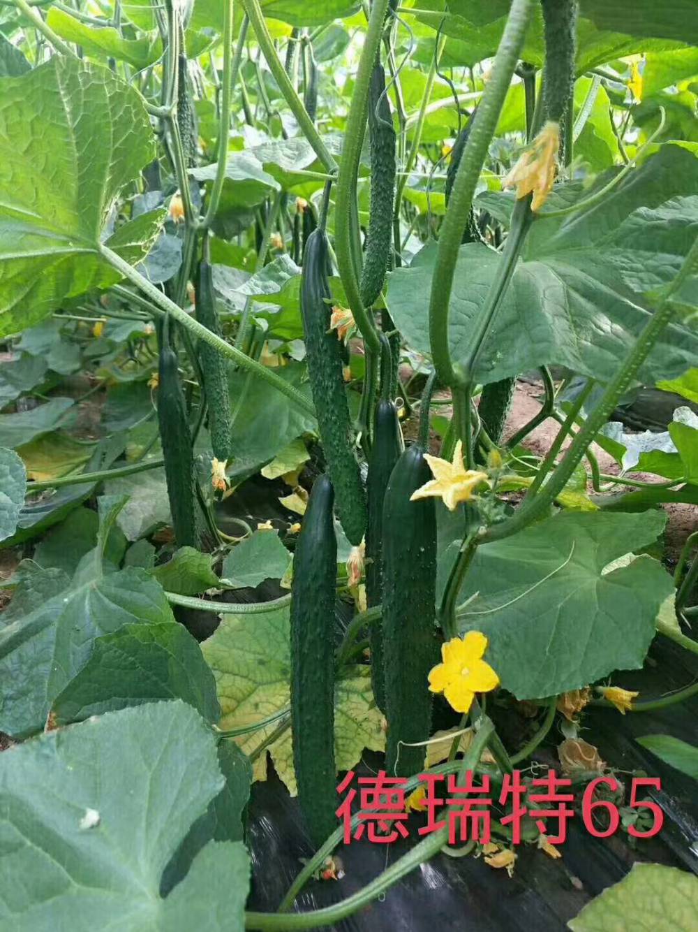 德瑞特65黄瓜种子苗子短把密刺顺直油亮型