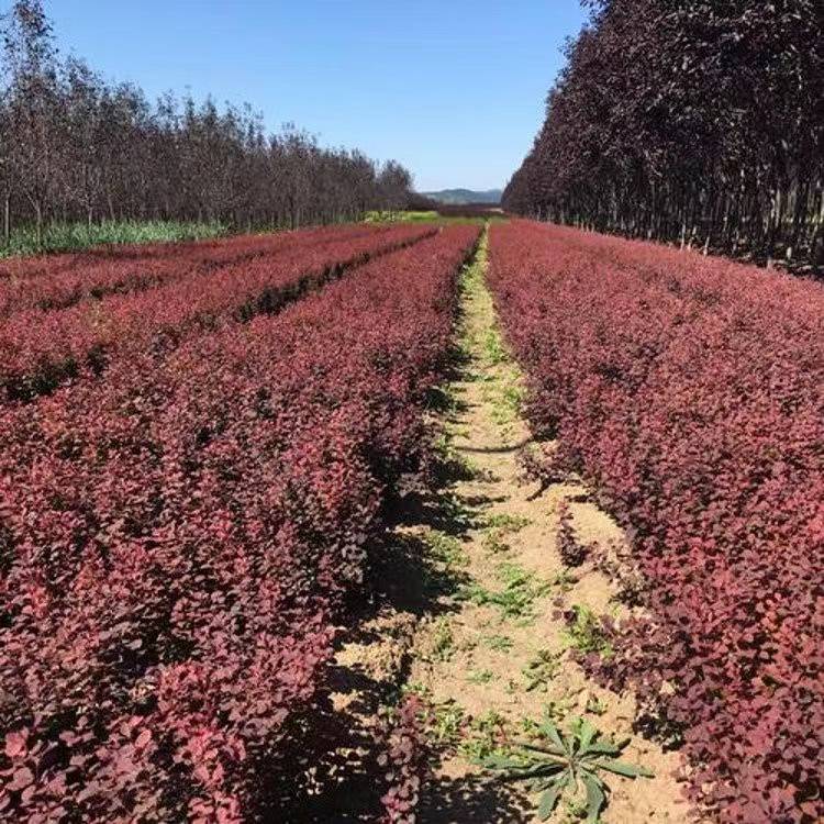 蘇偉花木場70公分大桶紅葉石楠球四季常青不落葉綠化彩葉樹