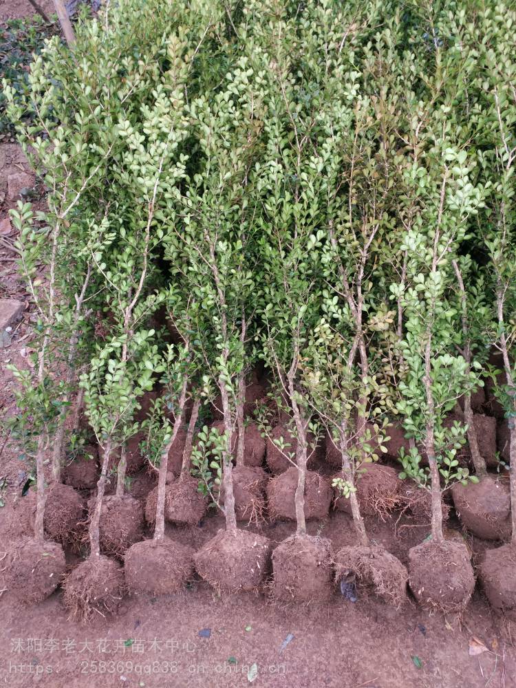 瓜子黄杨树基地1米高瓜子黄杨树价格15米独杆瓜子黄杨树种植