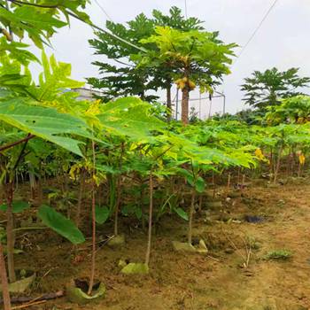 黄金木瓜苗番木瓜果树苗生态农种优先选择四季结果