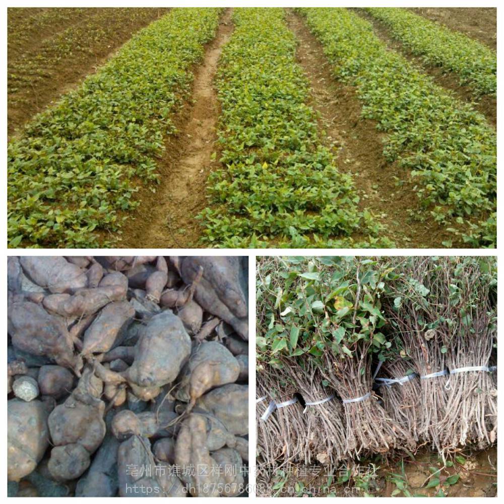 种植何首乌时间季节何首乌苗子栽种技巧