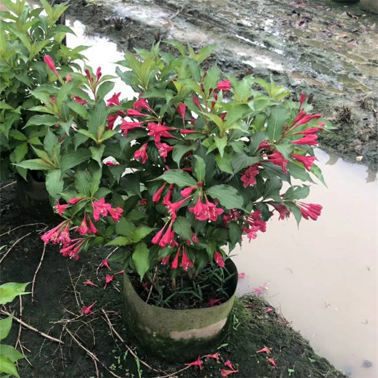 基地红王子锦带大小杯苗 花坛花海花镜工程设计绿化苗