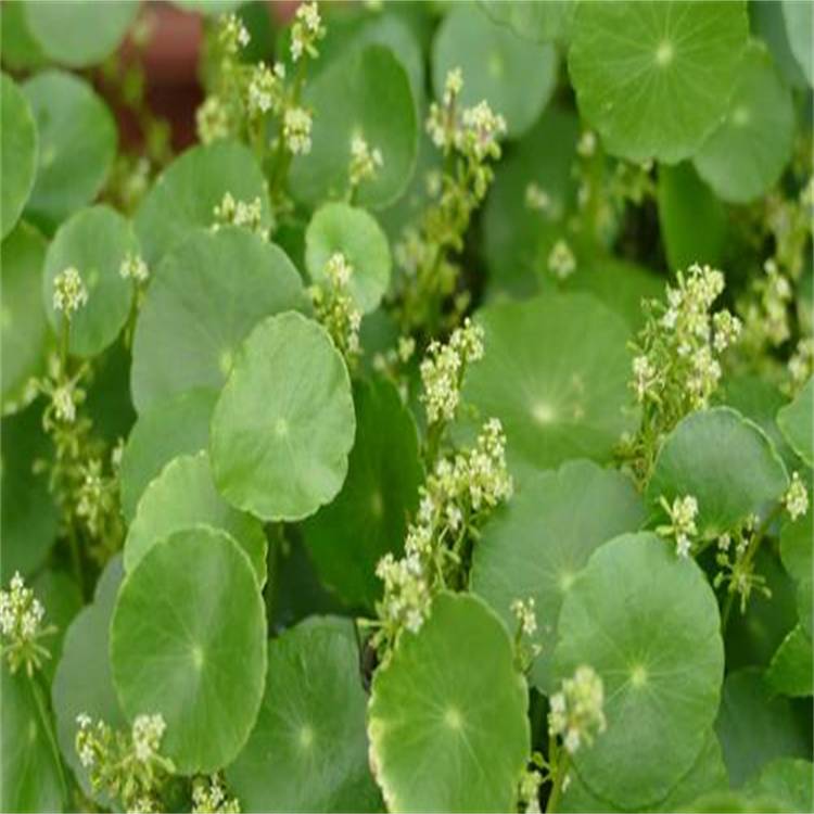 基地出售香菇草绿色水培植物盆栽花卉绿植带叶子原盆多叶净化水质