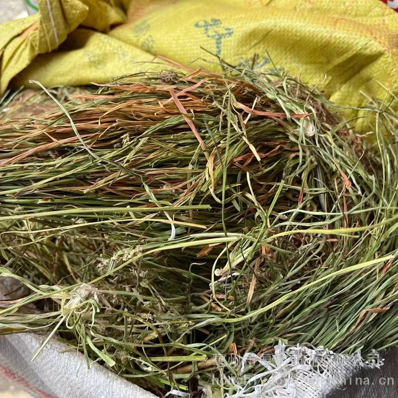 中药材肺经草多少钱一斤厚池药业肺经草