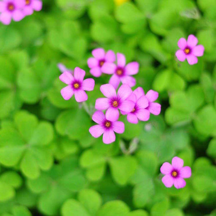 基地出售酢浆草 花坛花卉 酢浆草种植基地