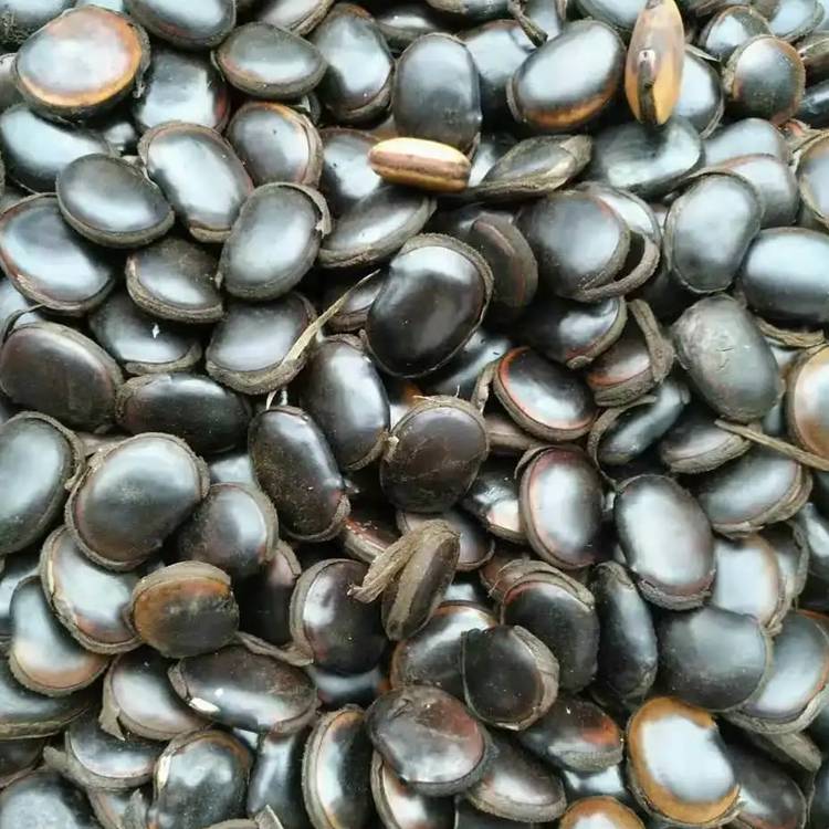 广西南宁油麻藤种子矿山修复爬藤种子批发