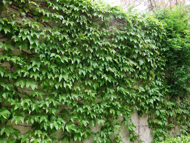 基地供应爬山虎五叶地锦铺地藤本植物大量销售