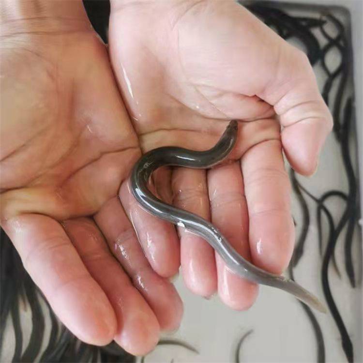 水产种苗澳洲鳗鱼苗淡水养殖花锦鳝鱼白鳗鱼苗