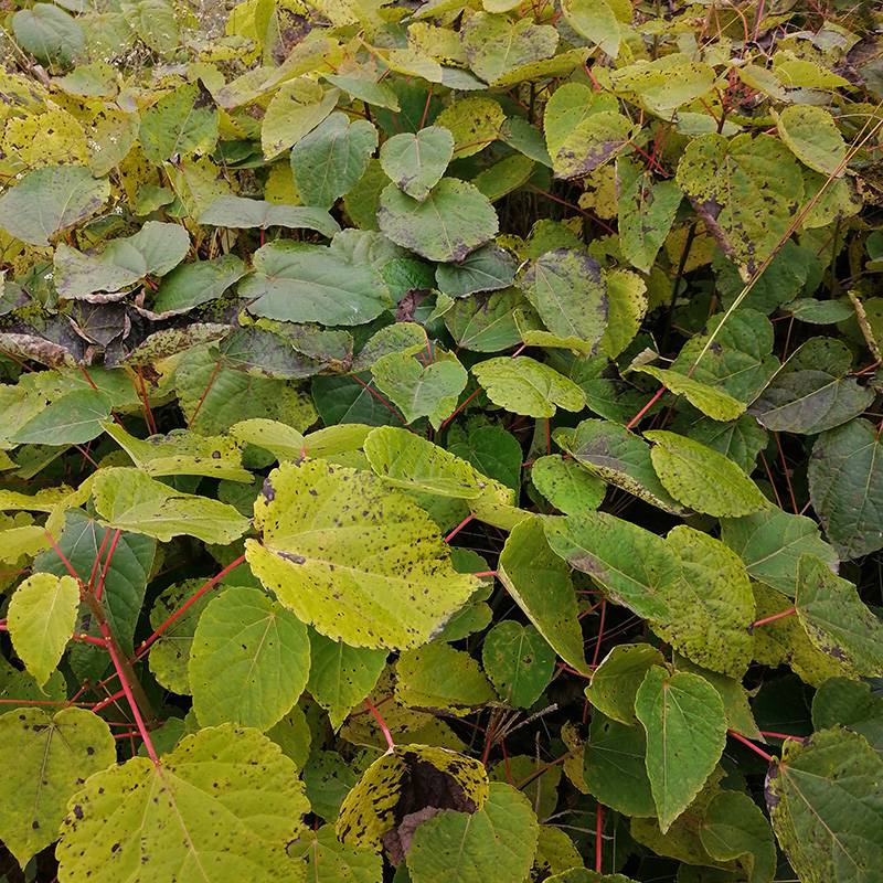 大风子科山桐子属植物落叶乔木高821米