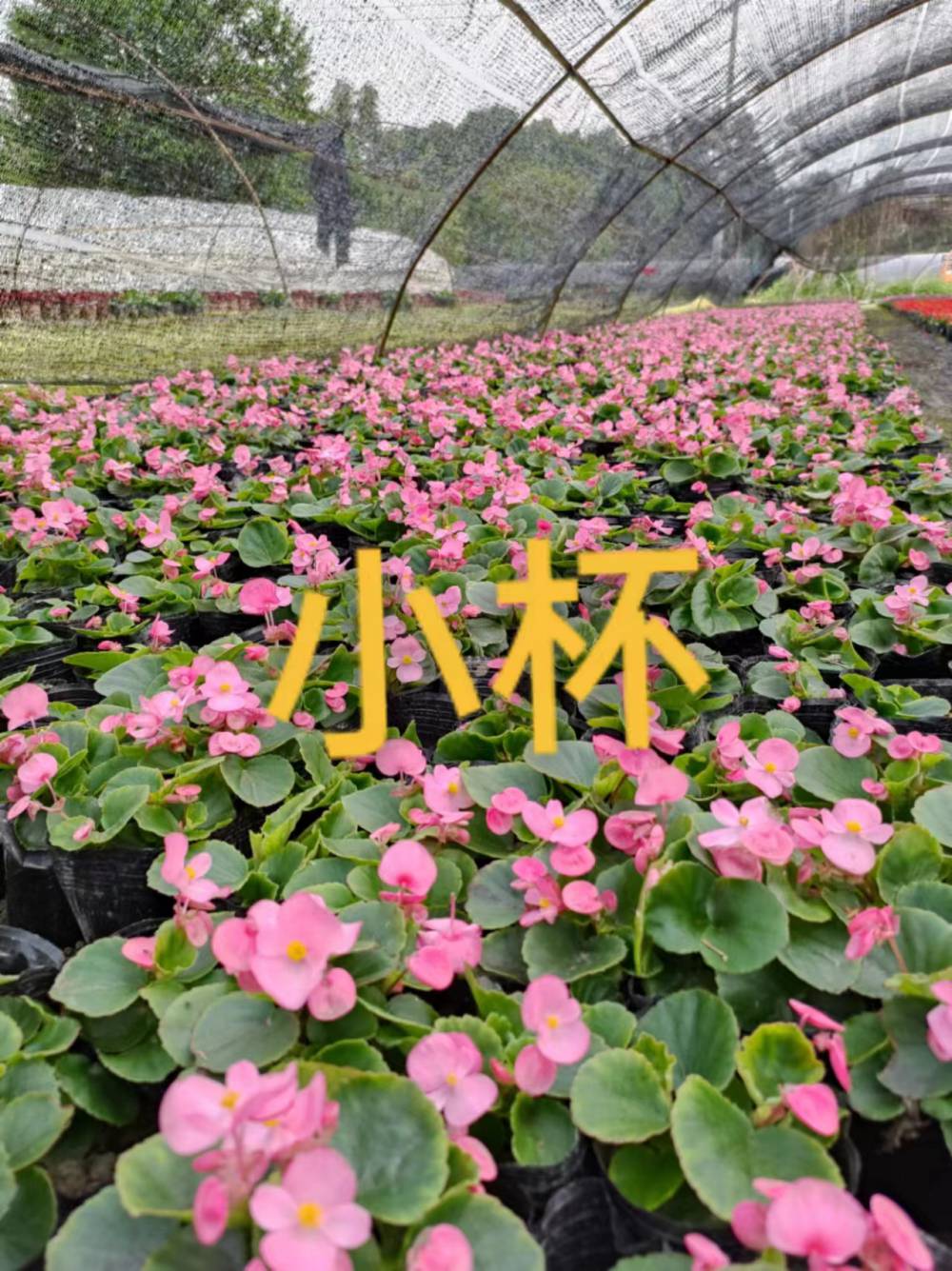 四季海棠杯苗出售10杯秋海棠批发青叶红花海棠大杯小杯