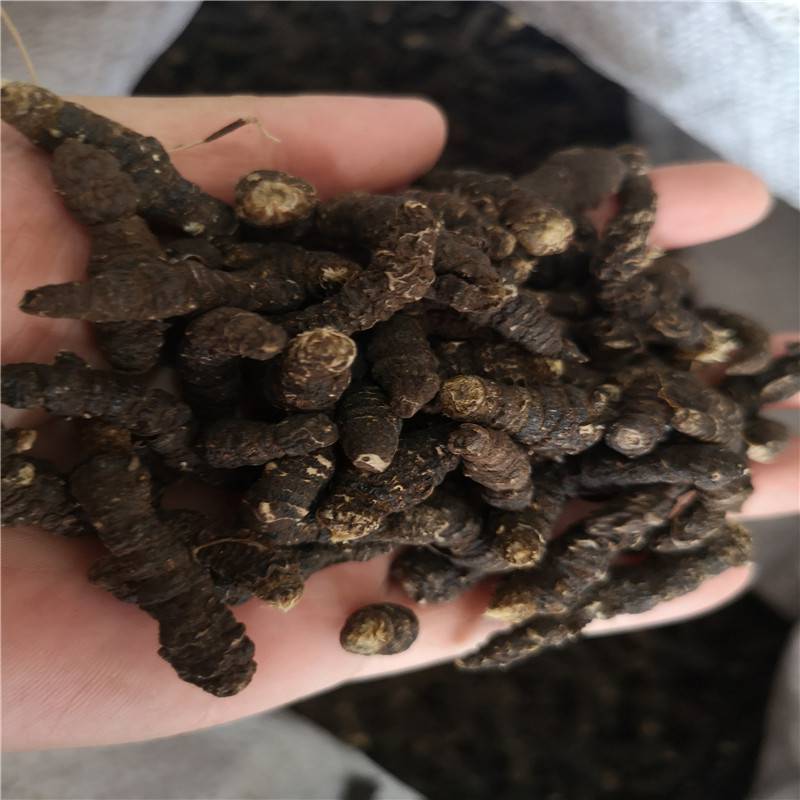 野生赶山鞭的功效赶山边批发价格