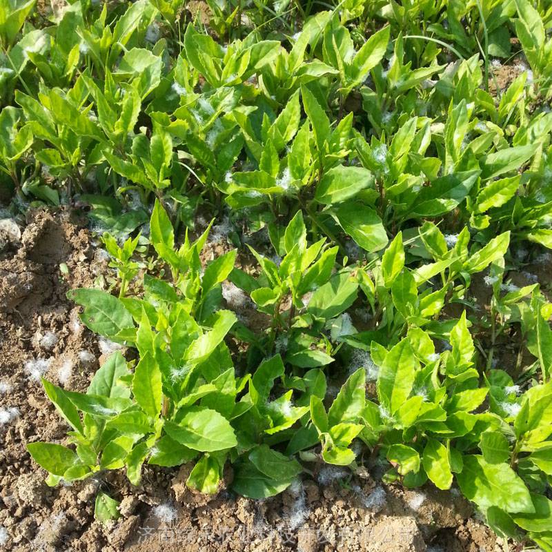 明月草苗盆栽金雞毛草泰國草白鳳菜白背三七降糖草蔬菜