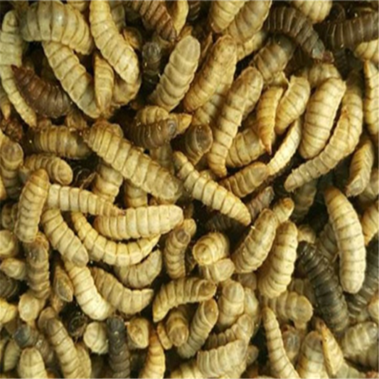 蓝天黑水虻低温烘干机黑水虻低温干燥机烘干匀称