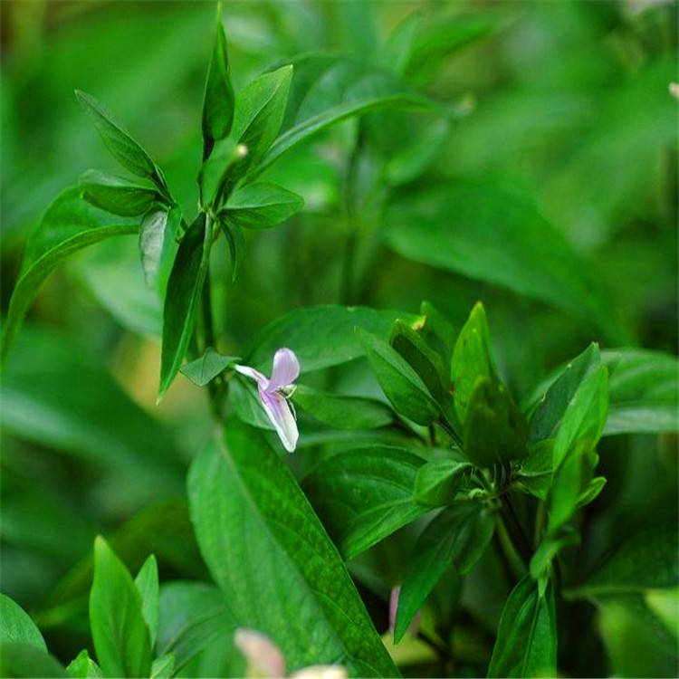 大量出售草本植物九头狮子草九头狮子草价格量大优惠