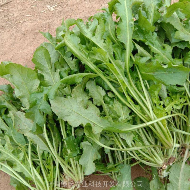 大叶荠菜春秋季耐寒蔬菜花叶特菜食用特菜