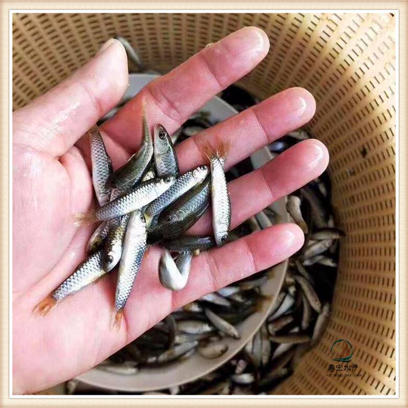 生長超快黑鯇魚苗青竹鯇魚苗青魚苗大小一致規格齊